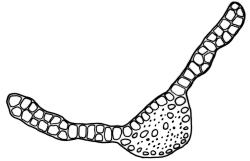 Ptychomitrium australe, cross-section of laminal cells including costa, c. ⅔ from base. Drawn from J.T. Linzey 3435, CHR 545821.
 Image: R.C. Wagstaff © Landcare Research 2018 CC BY-NC 3.0 NZ